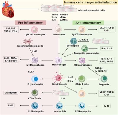 Frontiers | The Role Of Major Immune Cells In Myocardial Infarction